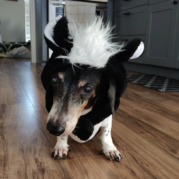 🎉2X Host Pick🎉 EUC Pet skunk costume - Picture 4 of 4